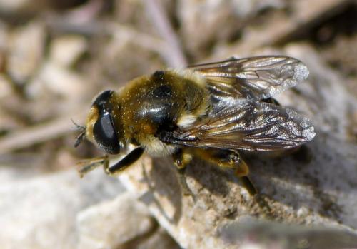 Réf. 278 532 : Merodon clavipes